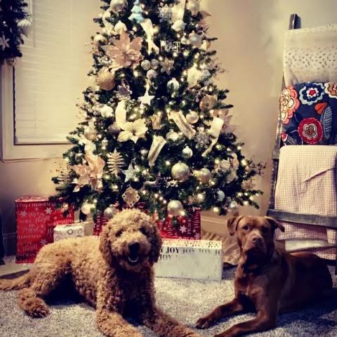 Two family dogs relaxing beside a decorated Christmas tree
